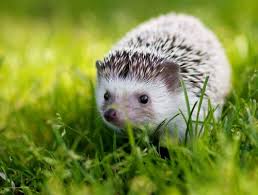 Because I Want One Frickin California Why Would You Make It Illegal To Own This As A Pet Cute Animals Hedgehog Pet Cute Hedgehog