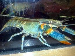 #channelfarish #babylobster #crawfishlokasi lobster king hq kat pekan sungai buloh menghala kuala selangor.menu set rm85 facebook link. Jenis Jenis Lobster Air Tawar Yang Populer Dipelihara Dan Konsumsi