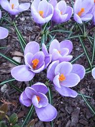 Maybe you would like to learn more about one of these? 21 Spring Flowers For Your Garden Spring Flowers Early Spring Flowers Planting Flowers