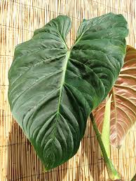 Philodendron Mamei Soderoi Plant On Totem The Philodendron Guru Plants Philodendron Philodendron Plant