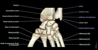 Image result for Normal Anatomic Position of the Hand and Wrist