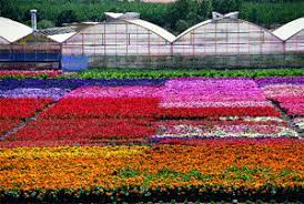 If harvesting your own edible flowers, make sure you wash them thoroughly before use and avoid picking blooms from the roadside or where they may have been treated with pesticides. A Feast Of Flowers An Epicure S Guide To Edible Flowers