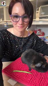 What can you feed your guinea pigs?