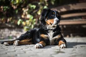 Pasturegreen bernese mountain dogs are bred for quality, temperament and type in a home family environment and all puppies are reared with young children. Sand Creek Kennels Sporting Dogs