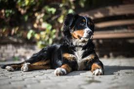 As a mixed breed, they will inherit physical and behavioral traits of both the bernese mountain dog and the pyrenees. Sand Creek Kennels Sporting Dogs