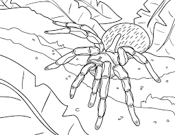 Spider webs are one of the scary elements of halloween. Free Printable Spider Coloring Page Download It At Https Museprintables Com Download Coloring Spider Coloring Page Snake Coloring Pages Free Coloring Pages