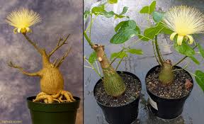 Image result for Pseudobombax