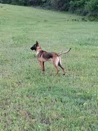 Find the perfect belgian malinois puppy for sale at puppyfind.com. Belgian Malinois For Sale In Dallas Fort Worth