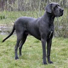 These adorable pups are available for adoption in colorado springs, colorado. Figure Out Even More Info On Great Dane Check Out Our Site Great Dane Puppy Great Dane Dogs Dogs