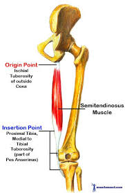 Learn vocabulary, terms and more with flashcards, games and. Hamstrings The Muscle At The Back Of The Upper Thigh Muscle Anatomy Leg Muscles Anatomy Hamstrings
