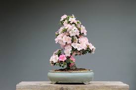 Check spelling or type a new query. Bonsai Bentuk Ciri 21 Jenis Pembuatan Dan Harga