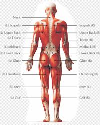 Lower back organ anatomy diagram. Pain In Spine Human Back Low Back Pain Human Body Myofascial Release Back Pain Hand Human Anatomy Png Pngwing