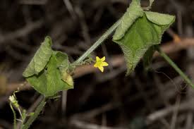 Image result for Kedrostis foetidissima