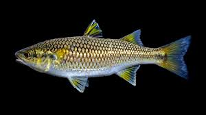 Image result for Elatostema monticola