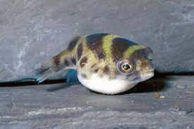  ⇧ back to parent ⇧  dichotomyctere. Dichotomyctere Fluviatilis Sri Lanka Tetraodon F Aqualog De