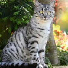 In fact, most breeds can get away with a few times per year. American Shorthair