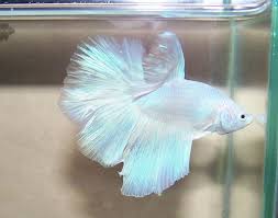Pretty Betta Fish Pet Fish Beta Fish