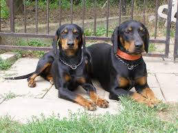 Image result for slovenský kopov