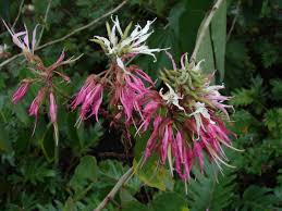 Maybe you would like to learn more about one of these? Bauhinia Wikipedia