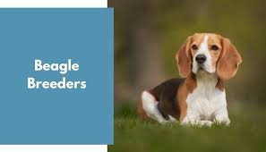 Puppies today has beagle puppies for sale online. Beagle Breeders Beagle Puppies For Sale Animalfate