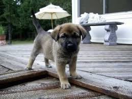 We did not find results for: Rhodesian Shepherd Dog Breed Information And Pictures