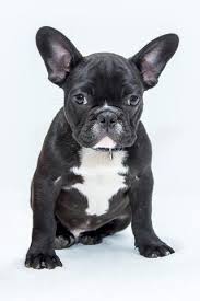 If you are looking to adopt or buy a bulldog take a look here for adorable english bulldog black tri puppy ready for pick up june 20th. Shop Don T Adopt Wait What Benefits Of Buying A French Bulldog Pu Frenchie World Shop