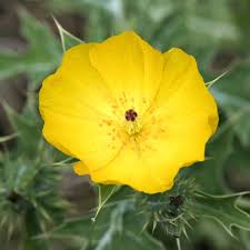 Image result for Argemone mexicana