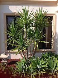 When larger trees are already present in the front yard, adding smaller flowering plants around each tree is already a landscaping idea. Yucca Yukka Plant Garden Design Courtyard Gardens Design Backyard Landscaping