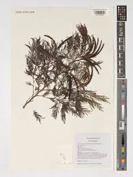 Image result for Alantsilodendron pilosum