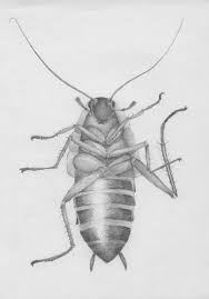 Cockroaches have been with us since the days of the dinosaurs. Cockroach Cockroaches Household Pests Music Art