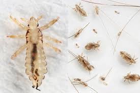 Image result for lice vs nits