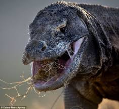Here Be Dragons World S Biggest Man Eating Lizards Captured Up Close And Personal Komodo Dragon Lizard Lizard Species