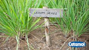 We did not find results for: Botanical Roots Why You Should Consume Fever Grass Loop Jamaica