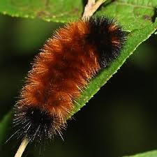 Black And Red Fuzzy Caterpillar Ontario Woolly Bear Caterpillars And Weather Prediction Wooly Bear Caterpillar Woolly Bear Wooly Caterpillar