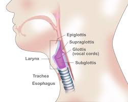 Throat cancer arises when cells in your throat grow uncontrollably. Overview Risk Factors And Signs Symptoms Of Laryngeal Cancer
