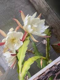 Image result for Monadenium crenatum
