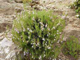 Image result for Micromeria