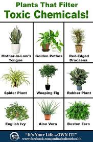 Plants That Filter Toxic Chemicals Plants Household Plants Lily Plants
