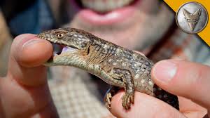 Alligator lizards eat mealworm larvae, crickets, earthworms and other small insects. Bitten By An Alligator Lizard Youtube