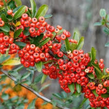 Image result for Pyracantha coccinea red column