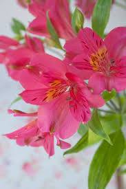 What flowers last longest in a vase? Alstroemeria A Long Lasting Cut Flower
