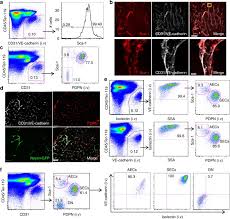 Check spelling or type a new query. Stem Cell Factor Is Selectively Secreted By Arterial Endothelial Cells In Bone Marrow Nature Communications