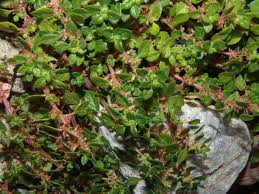 Image result for Elatostema welwitschii