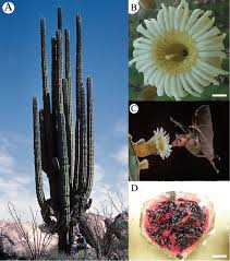 Many species of cacti can survive. Variation In Chromosome Number And Breeding Systems Implications For Diversification In Pachycereus Pringlei Cactaceae