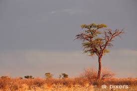 Image result for Acacia erioloba