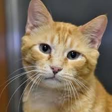 Austin Animal Center In Austin Texas Cat Adoption Orange Tabby Cats Animals