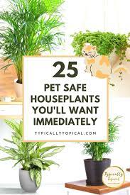25 Gorgeous Houseplants That Are Safe For Cats And Dogs Aspca Approved In 2021 Plant Care Houseplant Houseplants Safe For Cats Plants Toxic To Dogs