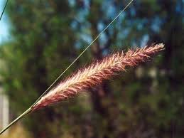 Image result for Cenchrus setaceus