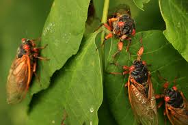 Therefore consider the list below as a general indicator of the insects, bugs and spiders that may be found in a given state or province. Cicada Causes Car Crash As Large Swarms Emerge In Ohio