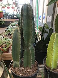 When i repotted my plants i replaced my spiders, aeschynanthus, cot, haworthia, pineapple, and wandering jew's soil all with pro mix cactus soil due to the drainage ability and aireation. Inspect Houseplants For Scale And Mealybugs 27 East